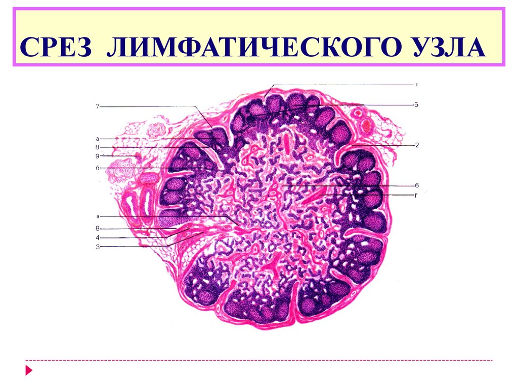 Лимфатический узел гистология рисунок с подписями