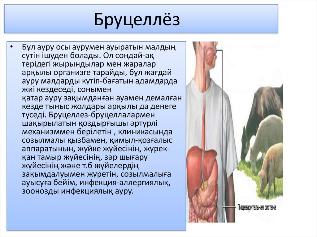 Бруцеллез презентация инфекционные болезни