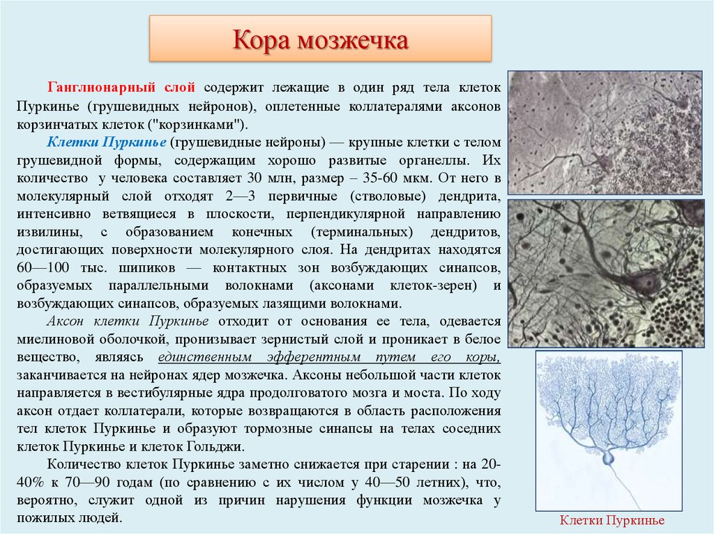 Клетки коры. Клетки Пуркинье гистология строение. Клетки Пуркинье в мозжечке функция. Клетки Пуркинье в мозжечке гистология. Грушевидные Нейроны Пуркинье.