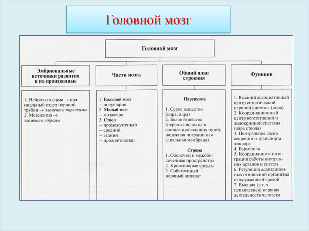 Структура развития общества. Структуры органа зрения развивающиеся из нейроэктодермы. Учение в гистологии. Частная гистология все структуры и источники развития. Общая гистология изучает источники развития строение.
