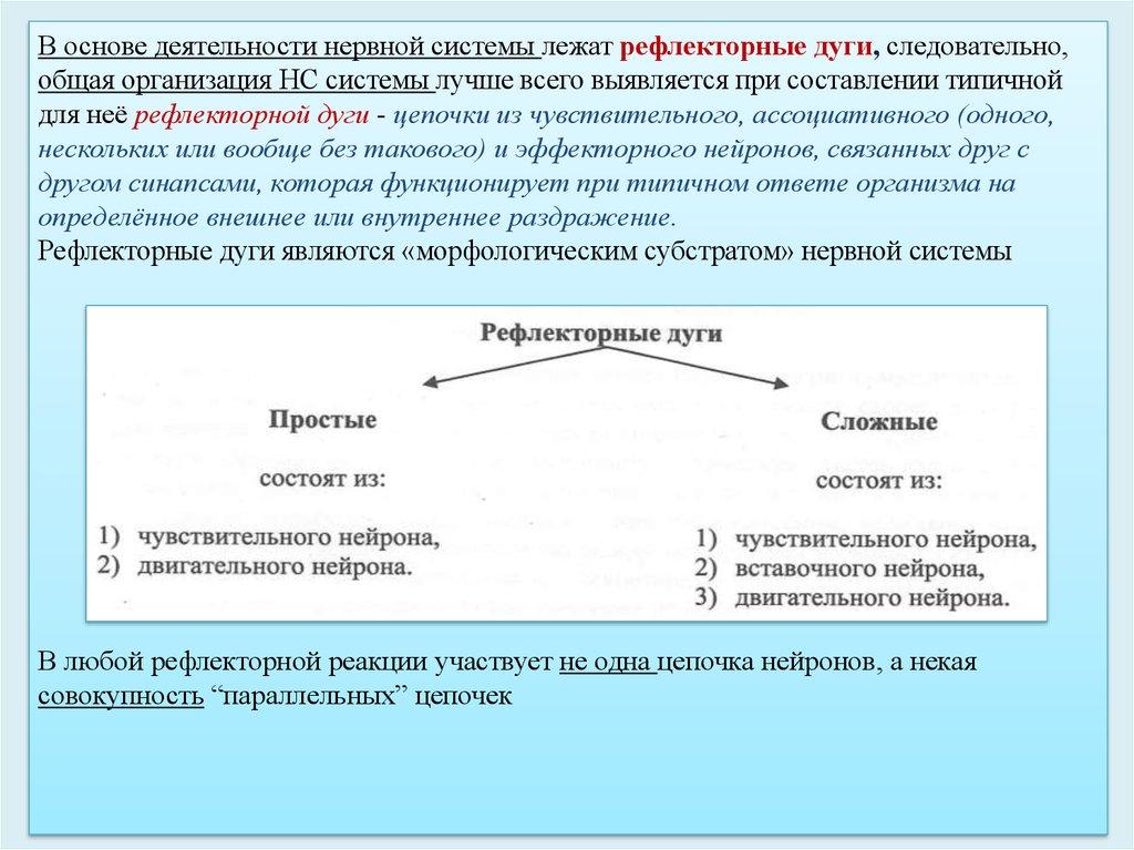 Что лежит в основе нервной деятельности человека