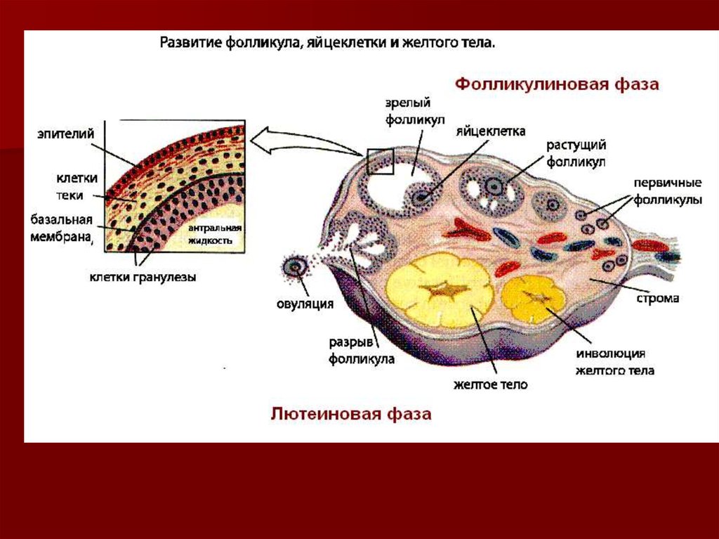Теле синтез. Строение яичника ТЕКА клетки. ТЕКА фолликула гистология. ТЕКА клетки фолликула. Стадии формирования желтого тела.