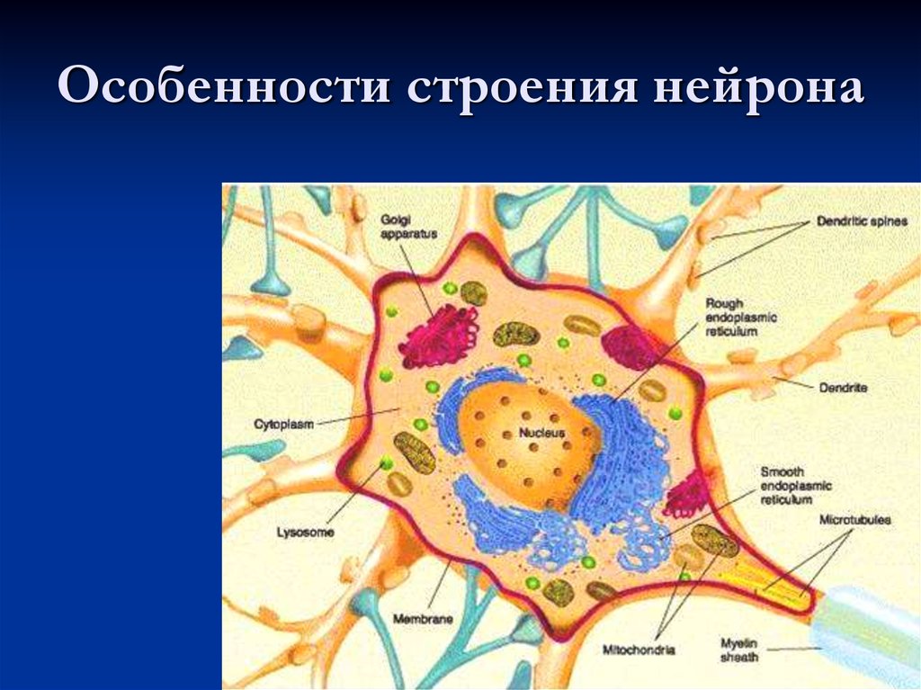 Строение нервных клеток презентация