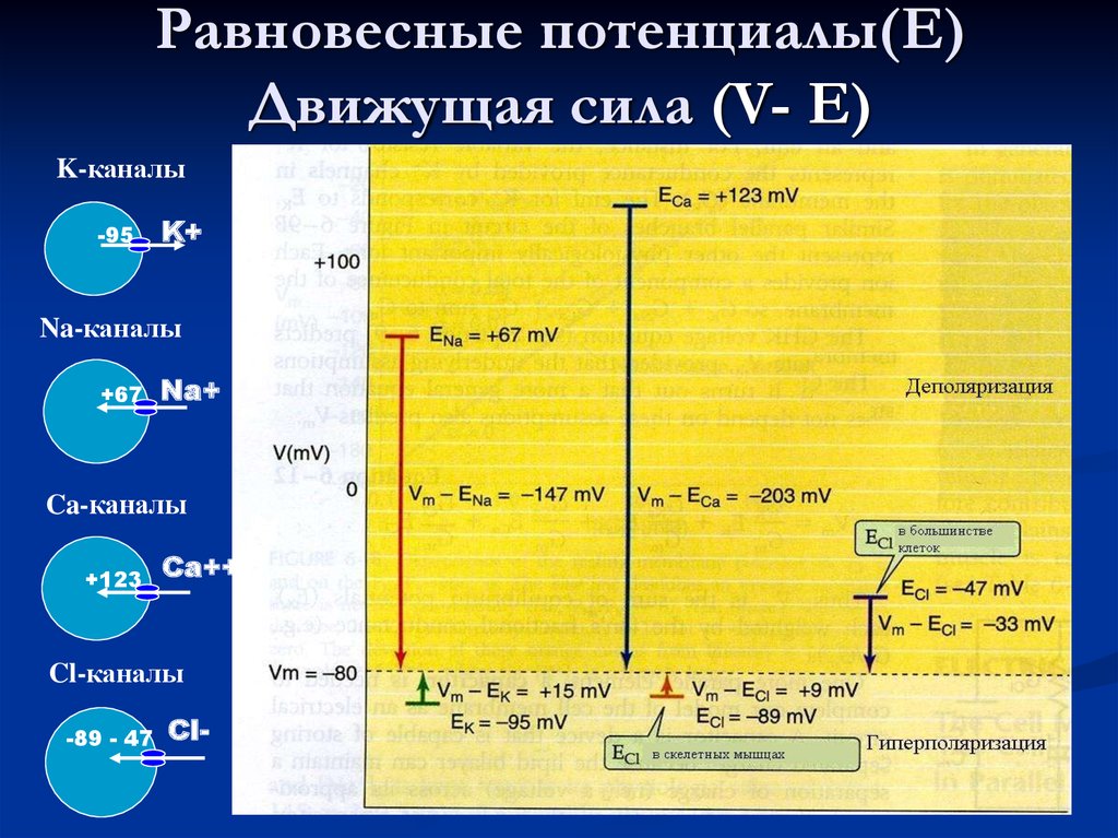 Равновесный мембранный потенциал. Равновесный потенциал клетки. Мембранный потенциал, большинства возбудимых клеток – равновесный. Потенциал движущей силы. Равновесный потенциал мембраны клетки.