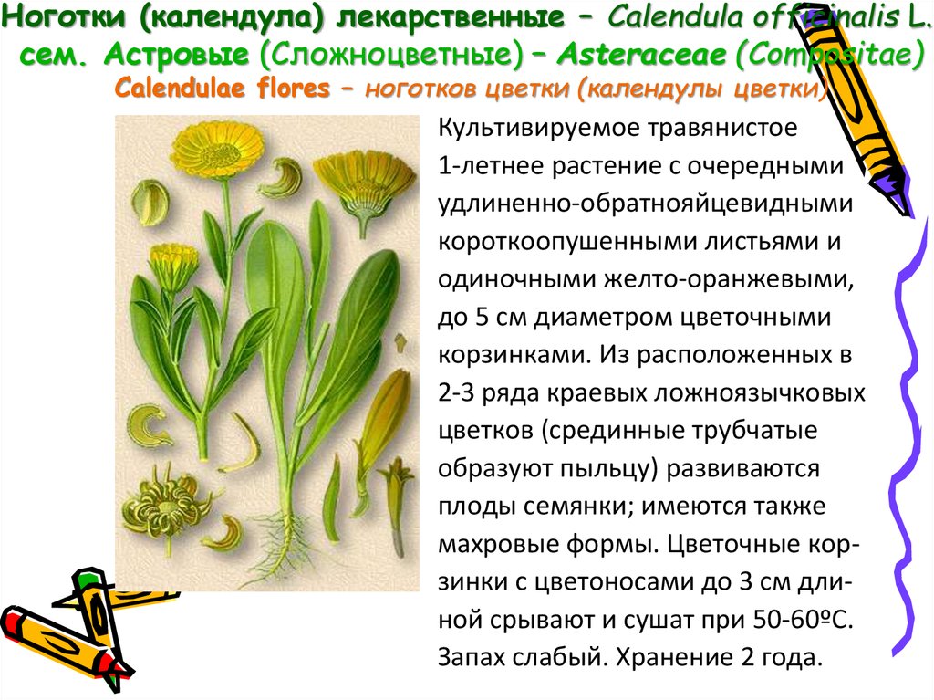 Ноготки (календула) лекарственные – Calendula officinalis L., сем. Астровые (Сложноцветные) – Asteraceae (Compositae) Calendulae flores – ноготков цветки (календулы цвет