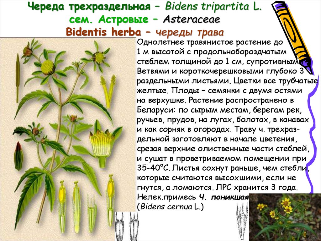 Череда трехраздельная – Bidens tripartita L. сем. Астровые – Asteraceae Bidentis herba – череды трава
