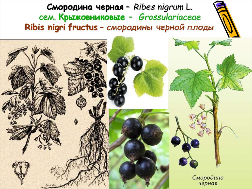 Значение роста в жизни смородины. Смородина черная (ribes nigrum). Смородина черная - ribes nigrum l.. Смородина чёрная (ríbes nígrum). Строение ягоды черной смородины.