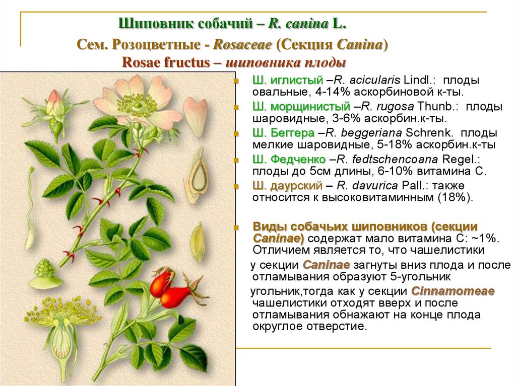 Шиповник собачий – R. canina L. Cем. Розоцветные - Rosaceae (Секция Canina) Rosae fructus – шиповника плоды
