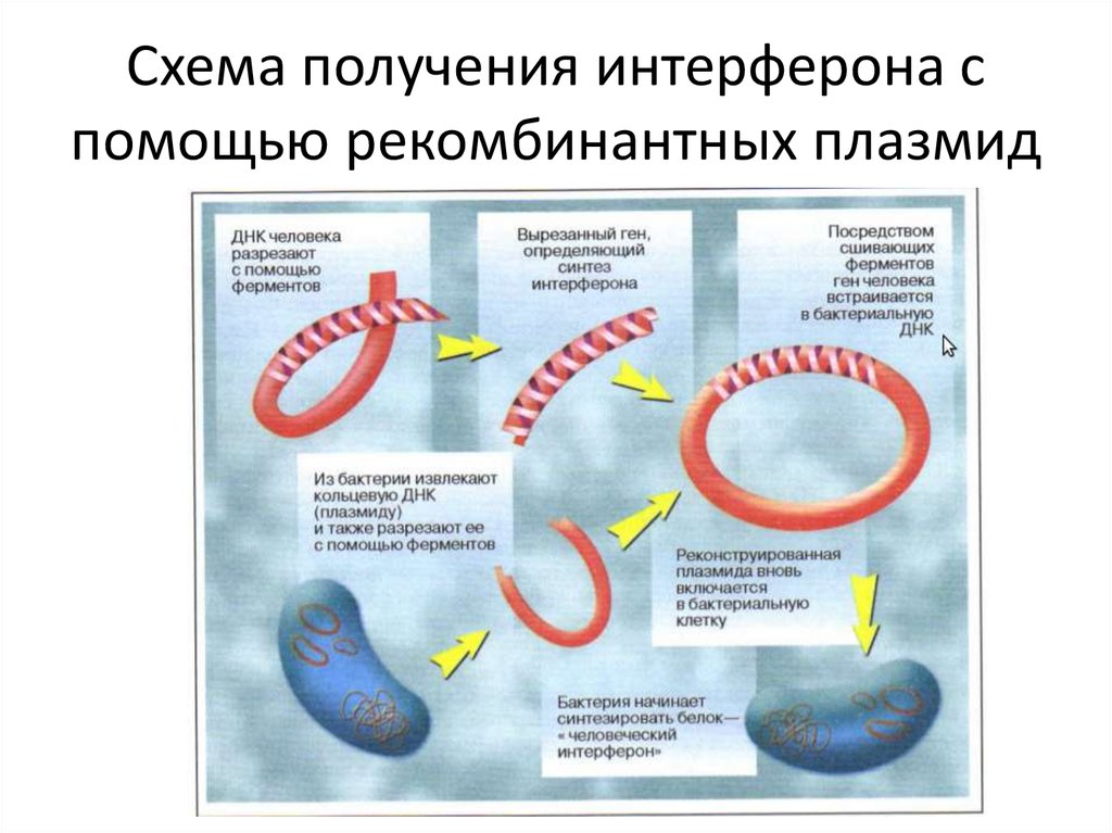 Схема получения рекомбинантного инсулина