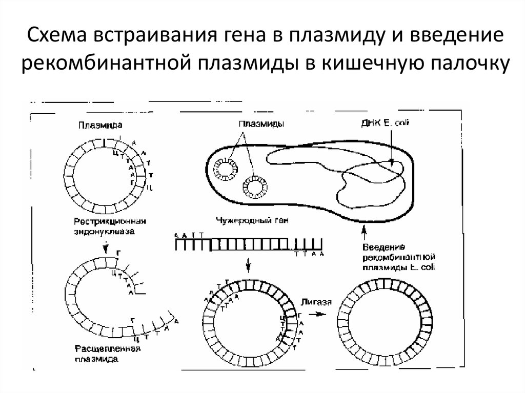 Плазмида содержащая ген инсулина. Схема получения рекомбинантной плазмиды. Метод плазмид схема. Метод рекомбинантных плазмид схема. Схема встраивания Гена в плазмиду.