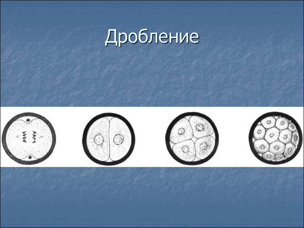 Дробление размножение. Дробление. Схематичный рисунок дробления. Дробление это в биологии 6 класс. Дробление его этапы.