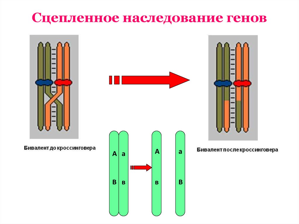 Частота нарушения сцепления генов