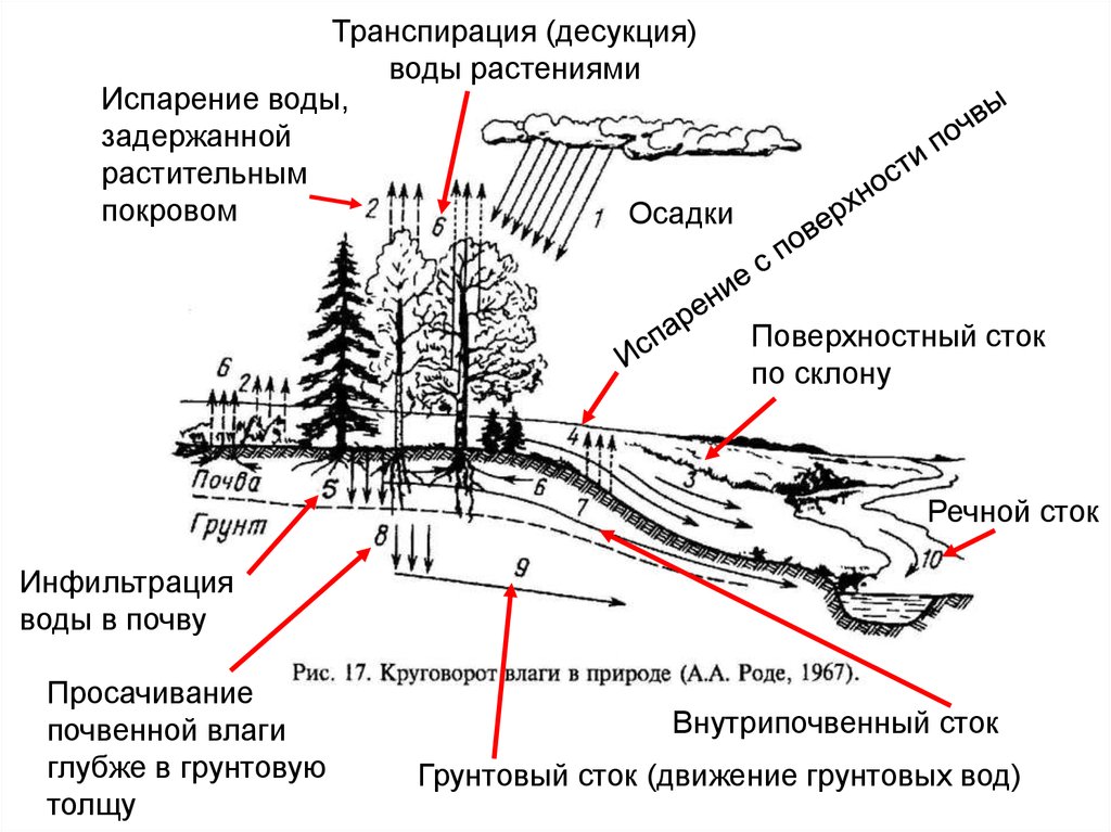 Поверхностный режим. Водный режим почвы схема. Водный баланс почвы. Водный режим и его составляющие. Типы водного режима почв схема.