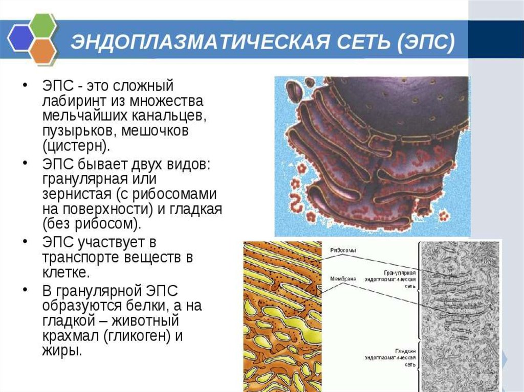 Соотнесите объекты с их обозначениями на рисунке шероховатая эпс везикула рибосома