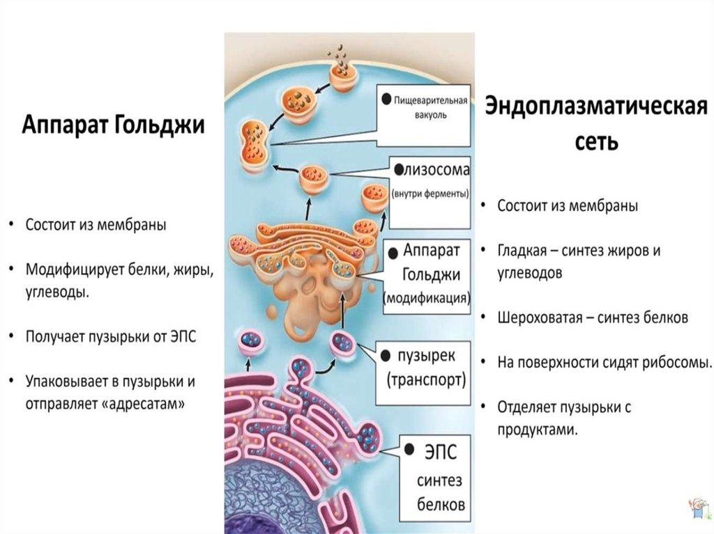 Синтез белка на мембранах эпс