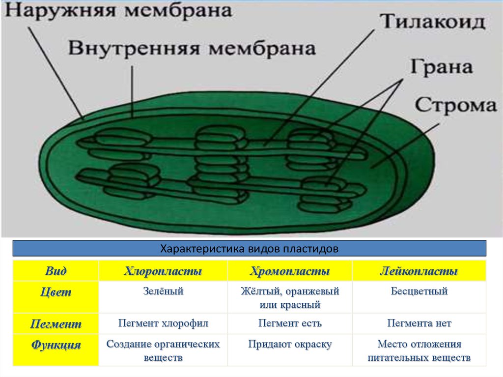 Строение хлоропласта рисунок с подписями