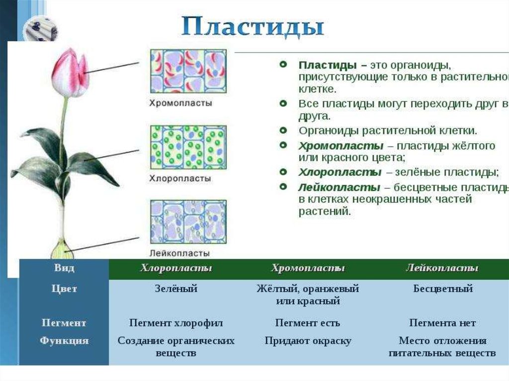 Каких цветов пластиды