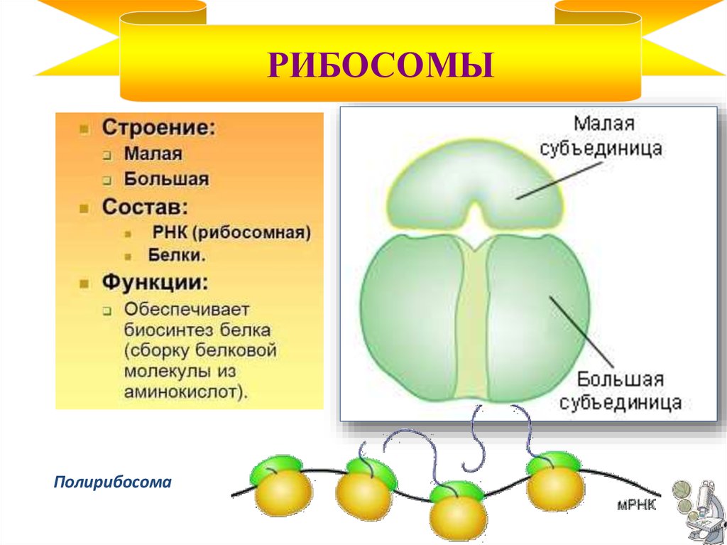 Клетка бактерий рибосомы. Рибосомы строение и функции. Рибосомы строение и функции рисунок. Строение рибосомы биология 9 класс. Строение рибосомы клетки.