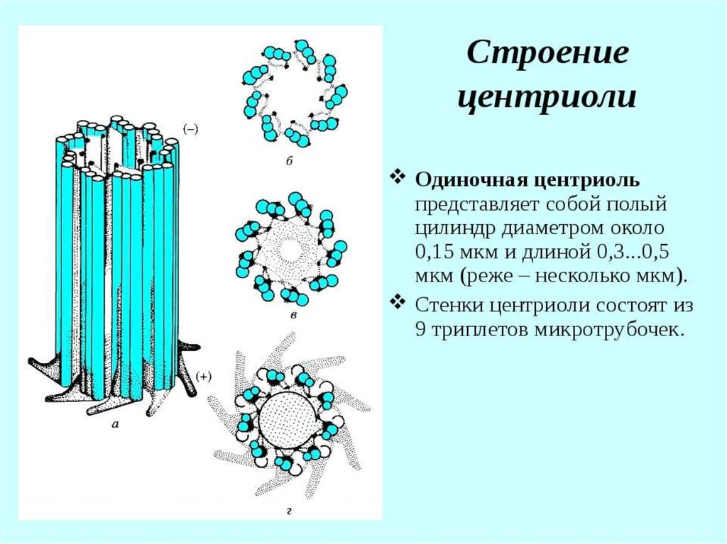 Клеточный центр структура. Строение центриоли клетки. Центриоли клеточного центра. Ультрамикроскопическое строение центриоли. Ультраструктура центриолей.