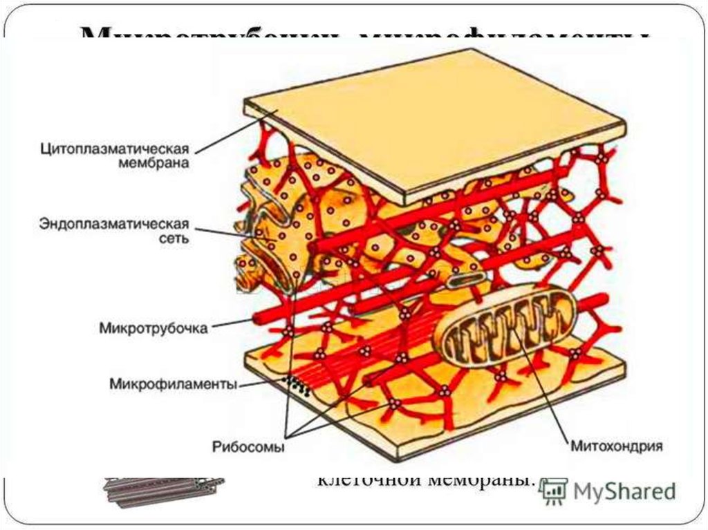 Цитоскелет это. Строение цитоскелета клетки схема. Цитоскелет клетки строение. Структура цитоскелета клетки. Цитоскелет эукариотической клетки.