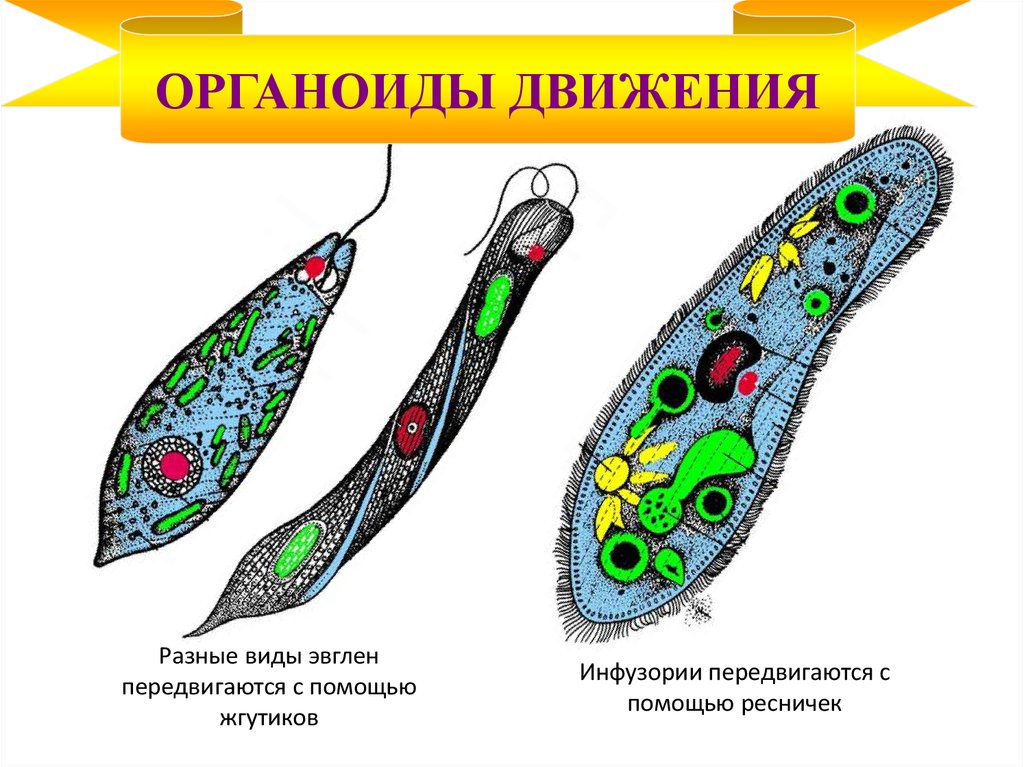 Как называется структура организма эвглены зеленой изображенная на рисунке под цифрой 2