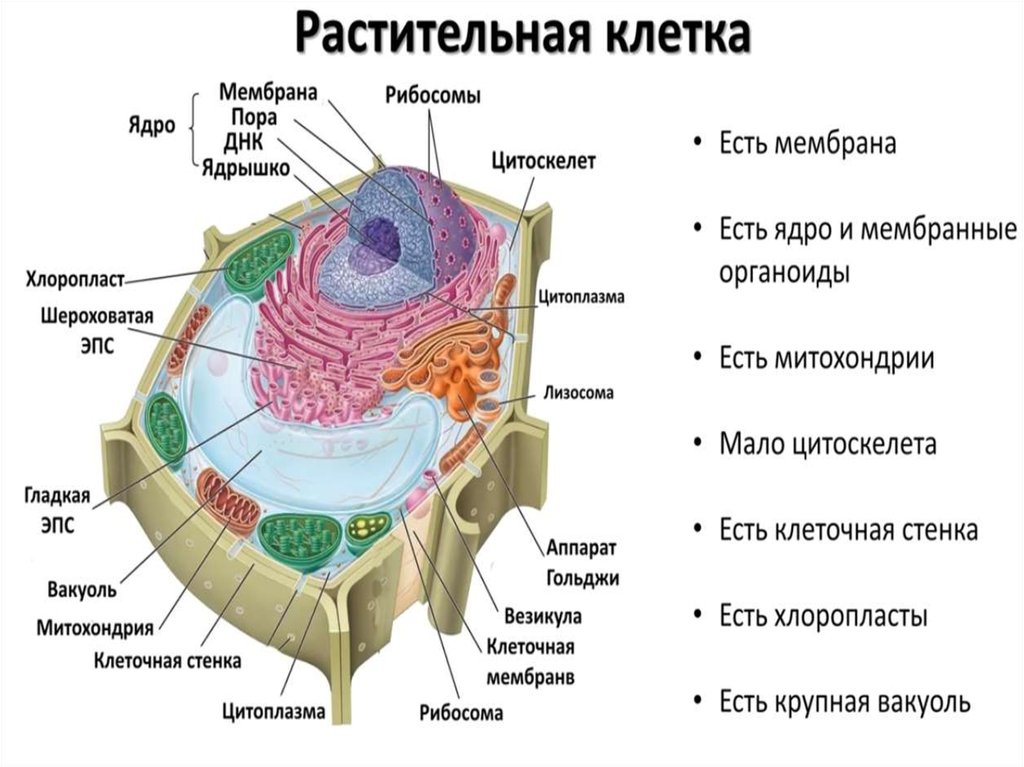 Мембрана ядро и. У клетки растений есть оболочка. У растительной клетки есть ядрышко. Защитную роль в растительной клетке выполняет. Таблица органоиды клетки 9 класс цитоскелет.