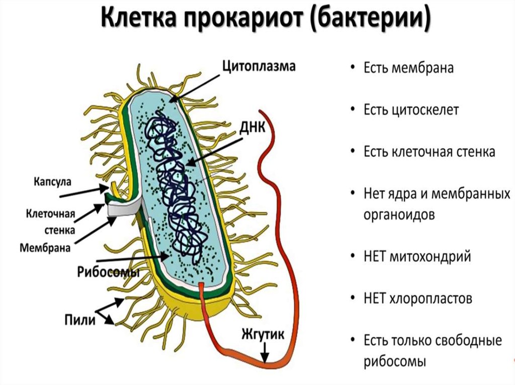 Прокариоты ответ 3. Строение прокариотической клетки бактерии. Строение прокариотической бактериальной клетки. Клетка прокариот схема. Особенности строения бактериальной прокариотической клетки.