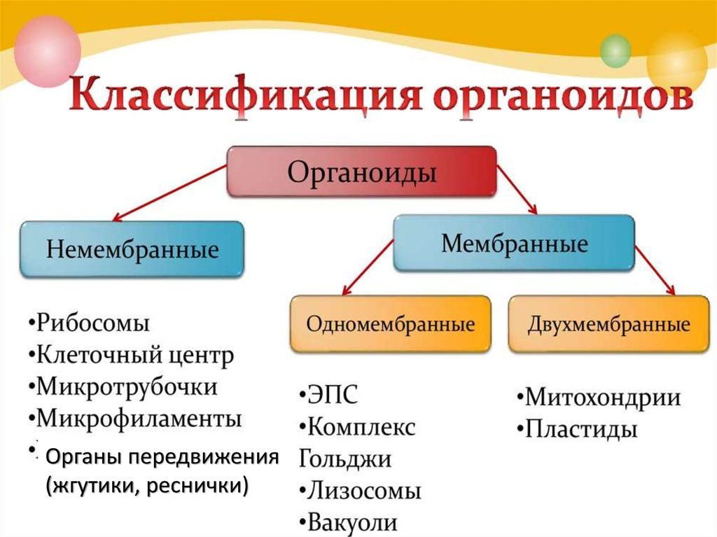 Строение немембранных органоидов клетки