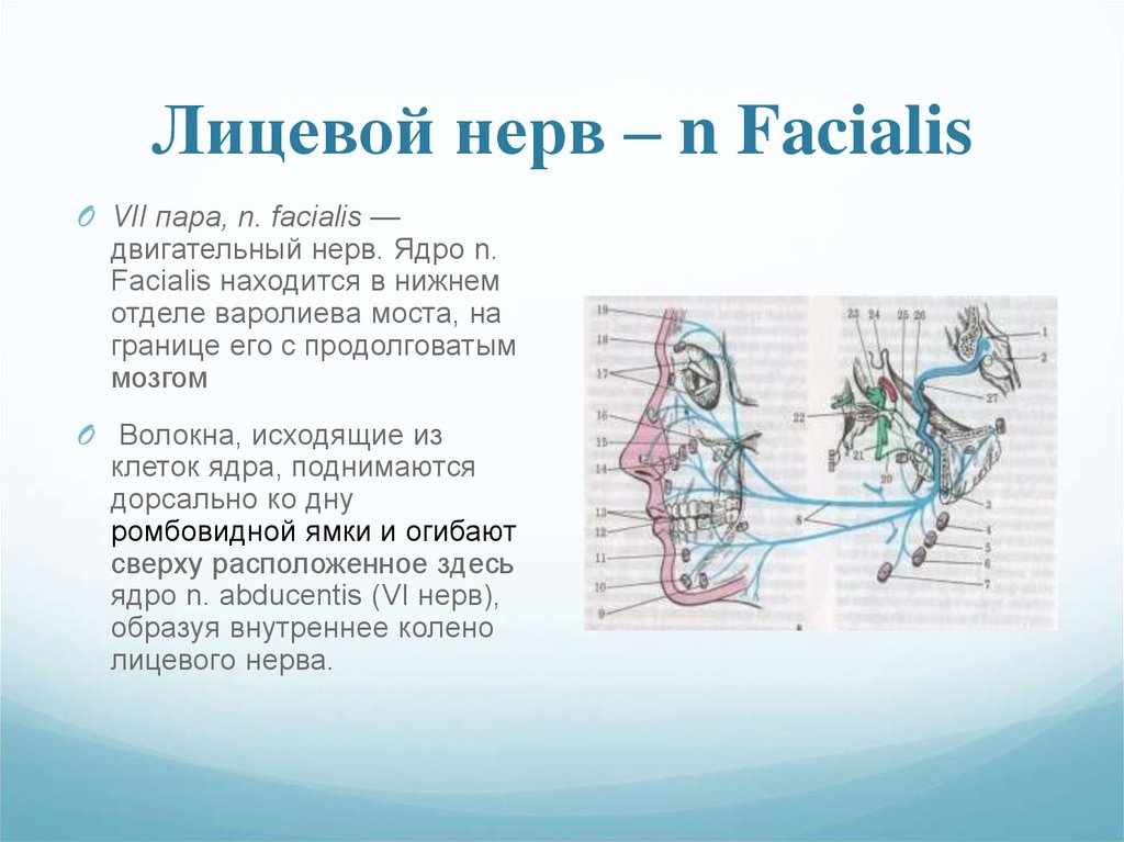 2 лицевой нерв. VII пара - лицевой нерв n. Facialis. Лицевой нерв анатомия ядра. Ядро VII пары (лицевой нерв). Иннервация ядра лицевого нерва.