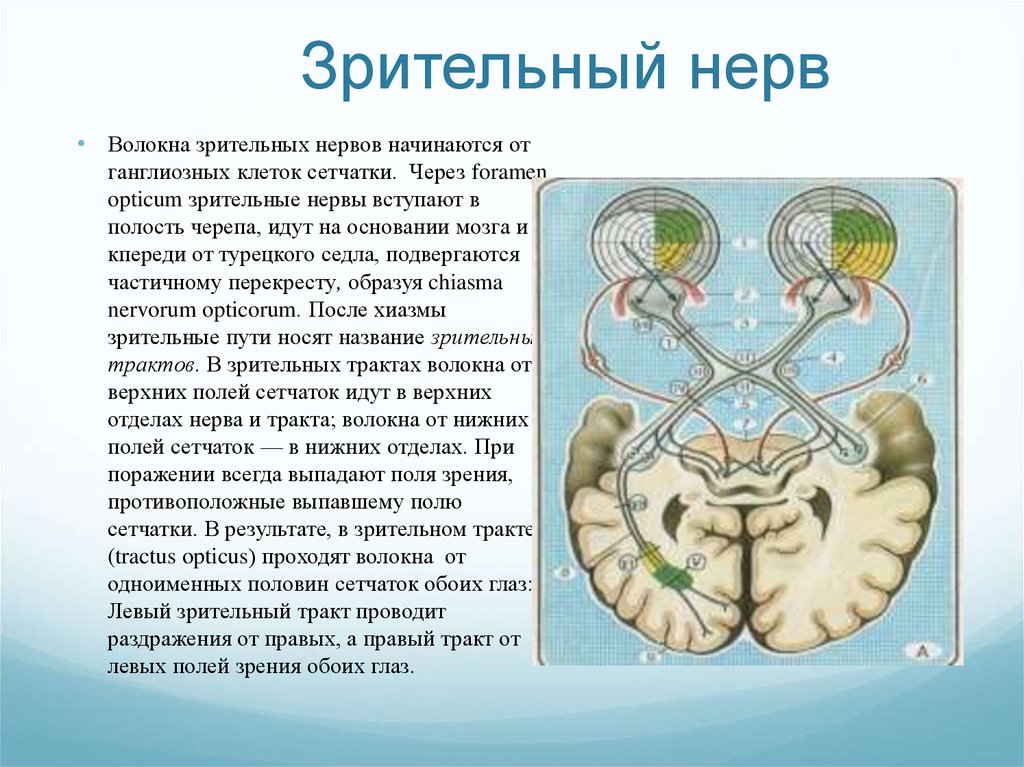 Зрительный нерв в головной мозг. Ход волокон зрительного нерва. Зрительный нерв. Зрительные нервы. Зрительный нерв начинается.