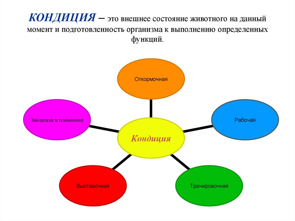 Интерьер животных методы оценки