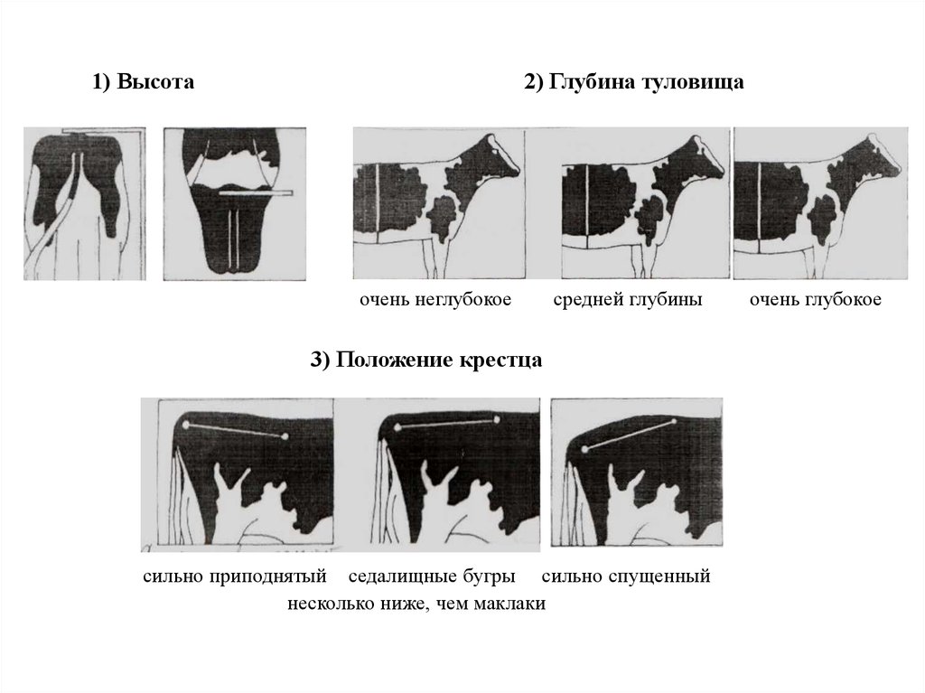Конституция животных. Конституция сельскохозяйственных животных. Классификация типов Конституции животных. Типы экстерьера животных. Типы Конституции сельскохозяйственных животных.