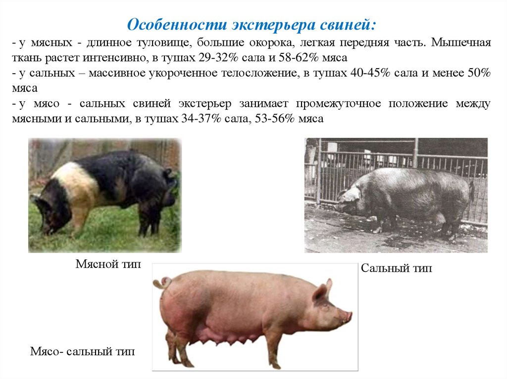 Какие виды свиней. Характеристика пород свиней таблица. Породы свиней мясные беконные сальные. Типы Конституции свиней. Параметры оценки экстерьера свиней.