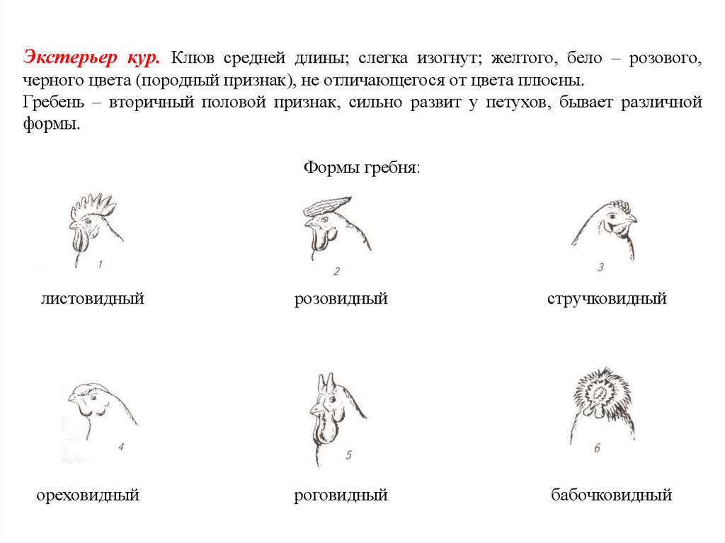 Интерьер животных методы оценки