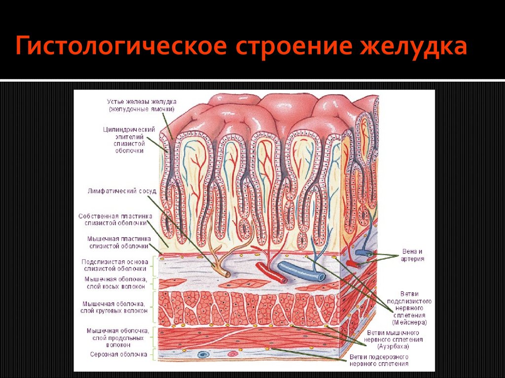 Слизистая желудка вырабатывает. Клетки собственных желез желудка гистология. Строение желез желудка гистология. Слизистая оболочка желудка гистология. Строение слизистой железы гистология.