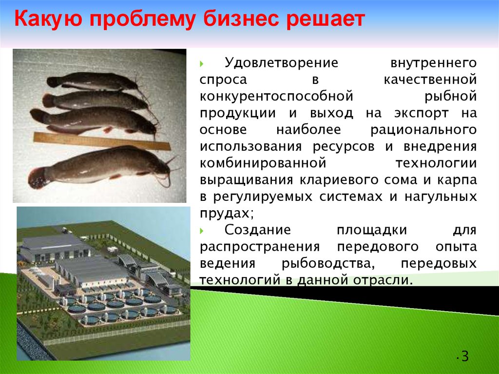 Рациональное использование рыб. Продукция рыбоводства. Презентация на тему рыбоводство. Технология рыбы и рыбных продуктов. Технологию производства рыбной продукции.