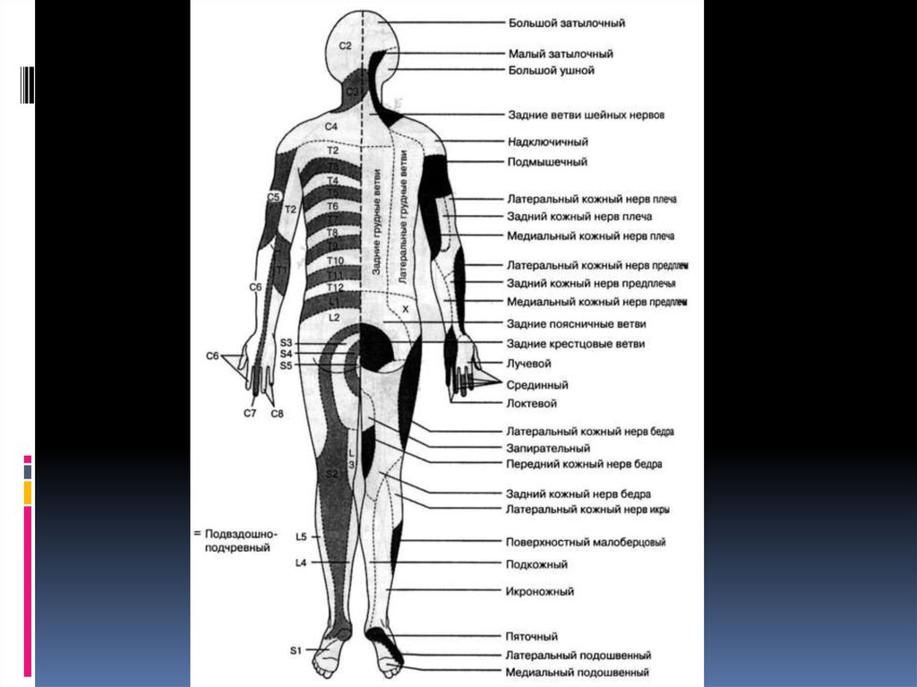 Зоны иннервации. Схема сегментарной иннервации кожи корешками. Сегментарная иннервация тела человека схема. Иннервация позвоночника схема. Схема иннервации туловища.