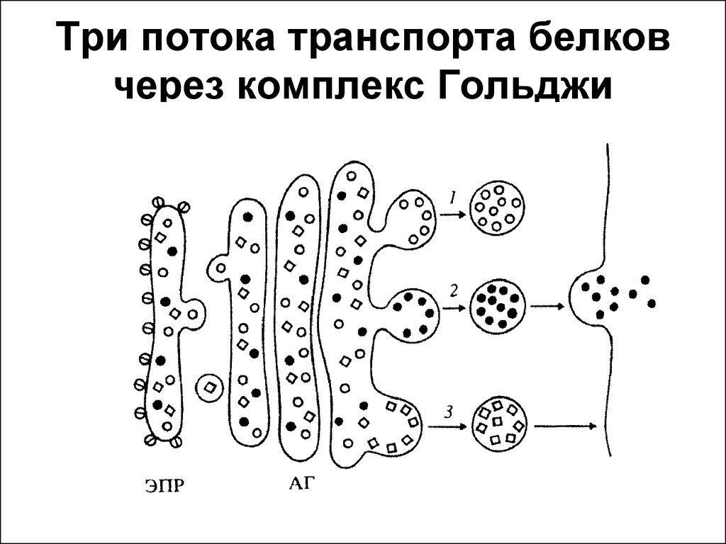 Транспорт белков клетки. Транспорт белков в аппарате Гольджи. Транспорт веществ в комплексе Гольджи. Модификация белков в аппарате Гольджи. Сортировка белков в аппарате Гольджи.