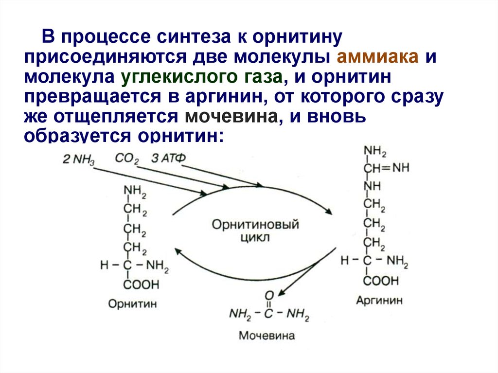 Какой процессу синтеза. Синтез аргинина из орнитина. Синтез мочевины из аргинина. Синтез орнитина из глутаминовой. Синтез аминокислоты аргинин из орнитина.