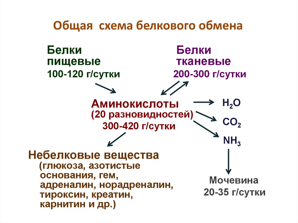 Пул аминокислот в клетке общая схема поступления и расходования аминокислот