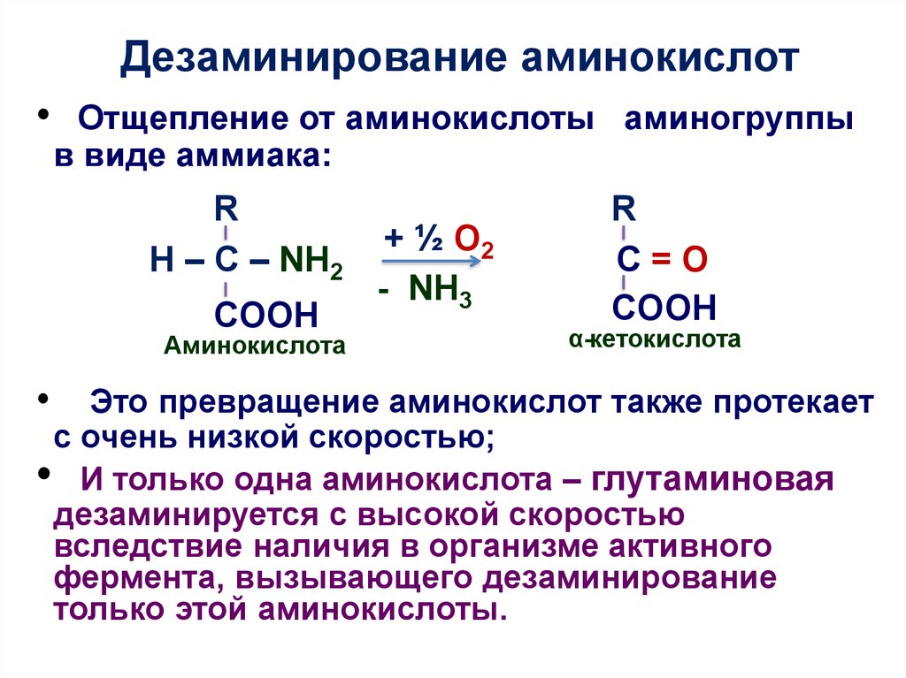 Почему аминокислоты амфотерные. Реакции окислительного дезаминирования аминокислот. Продукты восстановительного дезаминирования аминокислот. Реакция восстановительного дезаминирования. Механизм окислительного дезаминирования аминокислот.