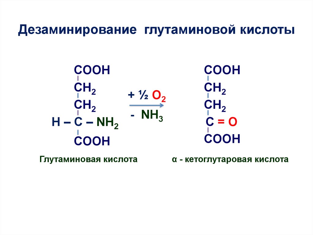 Окислительное дезаминирование глутаминовой кислоты