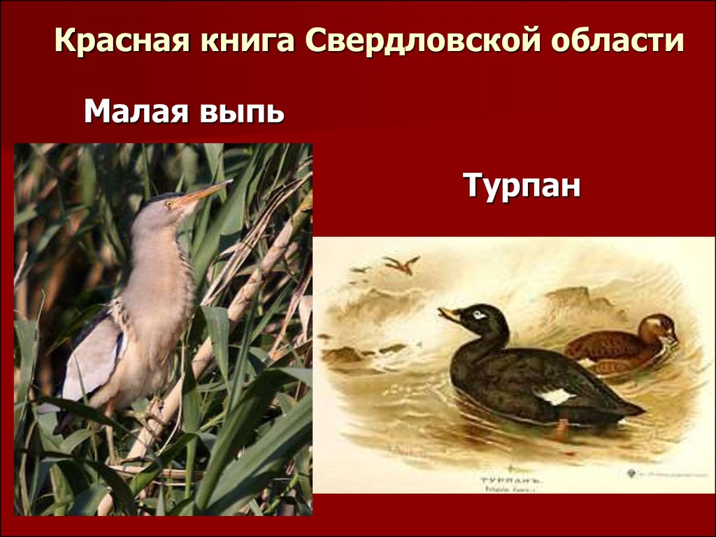 Животные из красной книги свердловской области фото с описанием