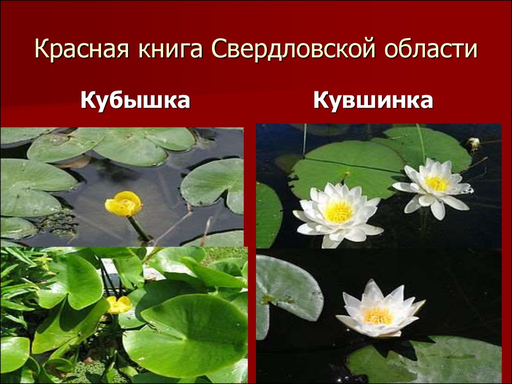 Красная книга урала растения презентация