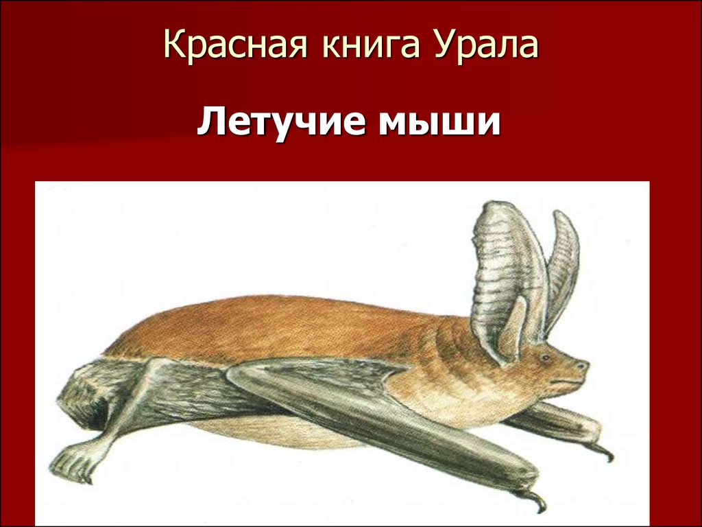 Животные южного урала из красной книги презентация