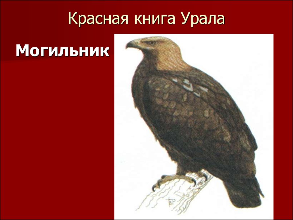 Презентация красная книга свердловской области животные