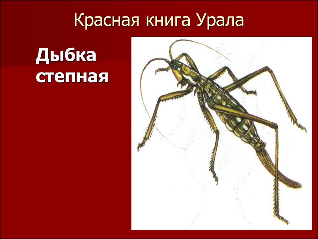 Красная книга урала презентация