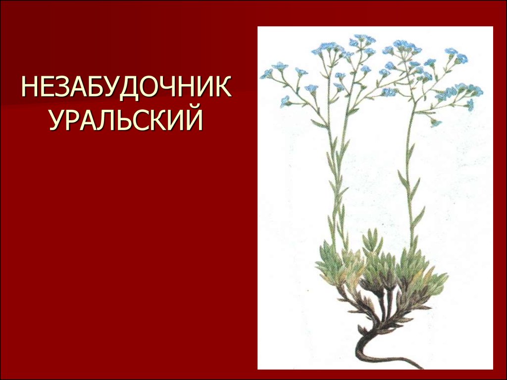 Красная книга россии свердловская область. Краснокнижные растения Южного Урала. Красная книга Урала растения. Красная книга Свердловской области растения. Растения из красной книги Урала.