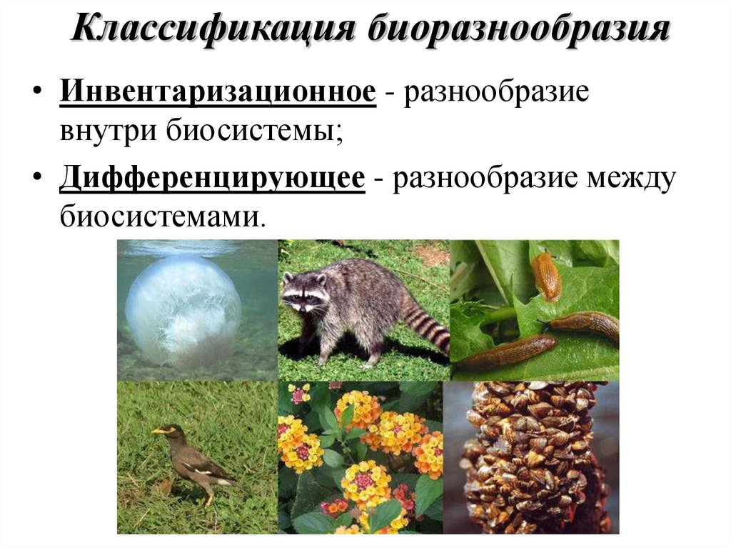 Биологическое разнообразие 5 класс. Классификация биоразнообразия. Сохранение биологического многообразия. Биологическое разнообразие. Биоразнообразие в экосистеме.