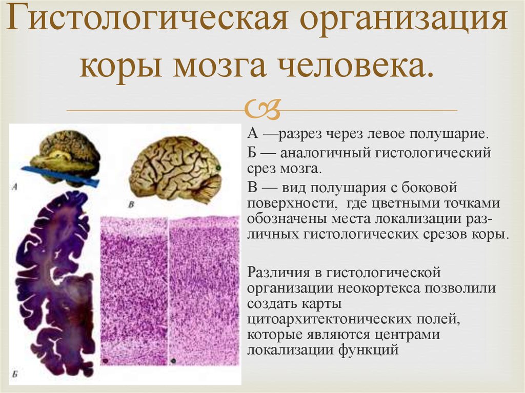 Информация в коре мозга